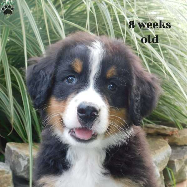 Brittany, Bernese Mountain Dog Puppy